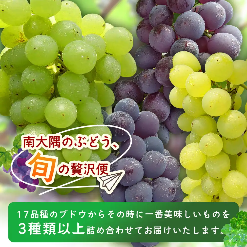 【先行予約・数量限定】2026年7月下旬発送 旬のブドウ味くらべ約2kg (5～6房) TE708｜期間限定 産地直送 旬 ブドウ 葡萄 ぶどう フルーツ 果物 くだもの 果実 食べ比べ 鹿児島県 南大隅町 有限会社ティエラ　