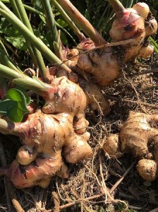 【先行受付】自然農 新生姜１kg（洗いショウガ）【R00248】