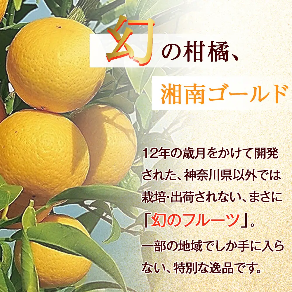 〈希少商品〉神奈川生まれの柑橘 「湘南ゴールド」( 露地栽培)＜出荷開始：2027年3月10日出荷開始～2027年3月31日出荷終了＞【フルーツ オレンジ 果物 柑橘 贈答用 家庭用 自宅用  神奈川県小田原市】