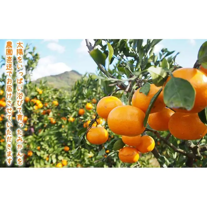 【2026年12月～2027年1月発送】濃厚完熟 木成り温州みかん 10kg ミックスサイズ 和歌山県産