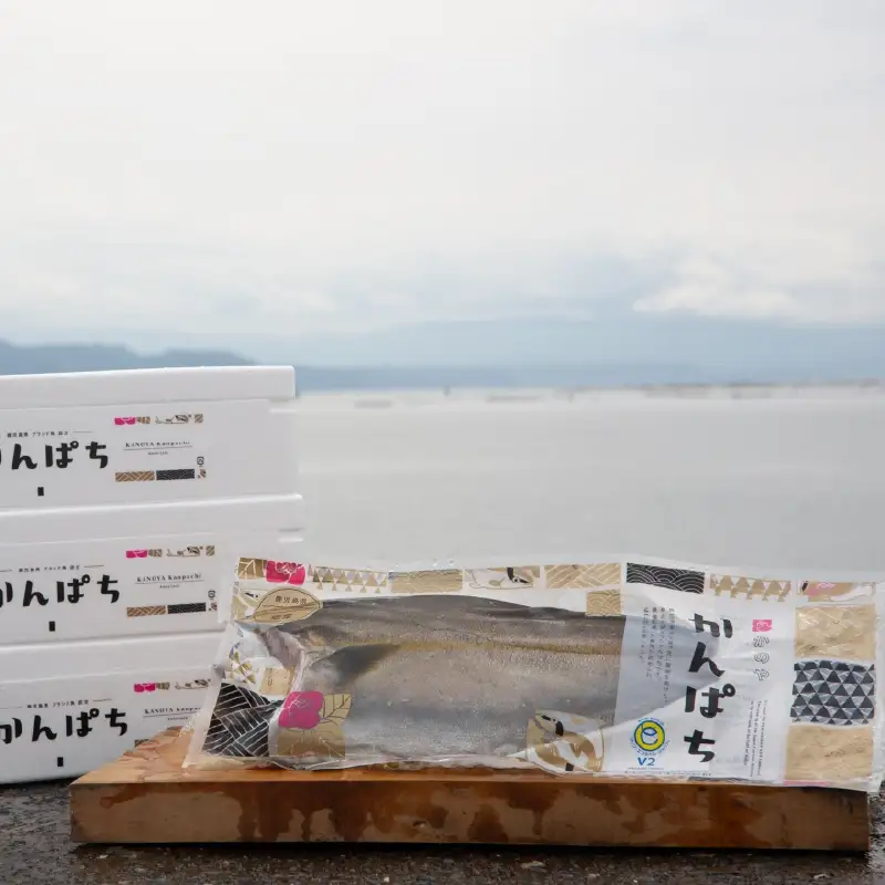 2141 【 全3回定期便 / 毎月お届け 】かのやカンパチ フィーレ半身（ お刺身10～15人前 ）800g KN001-T01 魚 カンパチ