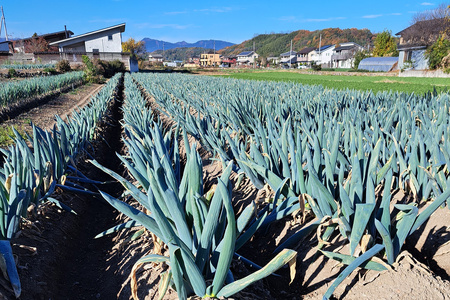 [数量限定]【訳あり】産地直送！加藤農園の下仁田ねぎ 4kg (細め) 11月下旬より順次発送 [0381]