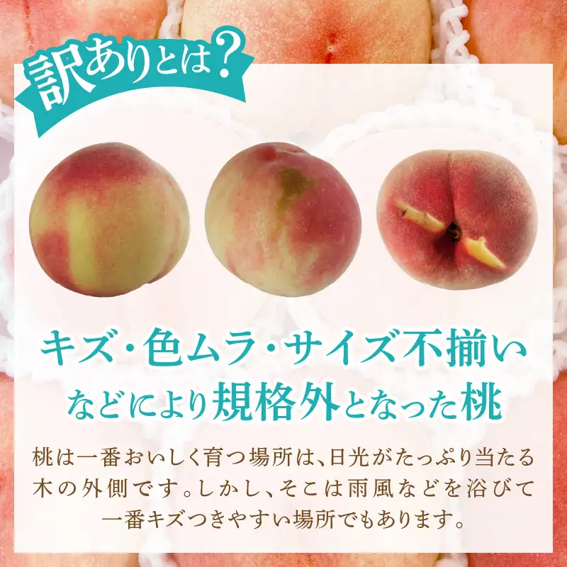 味自慢桃【訳あり品】を感謝込めて朝どれでお贈りします！約2kg（4～8玉）【2026年発送】（LMS）A07-415 桃 フルーツ