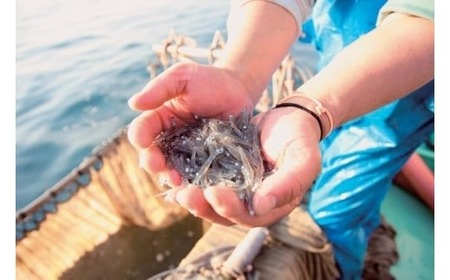 【 数量限定 】釜揚げ しらす 300g ( 100g × 3P ) 冷凍 小分け 釜揚しらす 魚 常備品 しらす丼 しらすパスタ 小分け しらす 愛媛県 松山市【STM002】