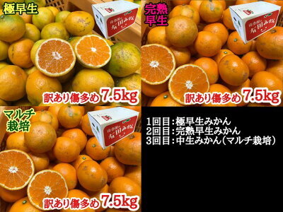 【定期便】(2026年10月発送スタート)【訳あり傷多め 約7.5kg×3回コース】有田みかん・食べくらべ3種【頒布会】 ※着日指定不可_ZF6311n
