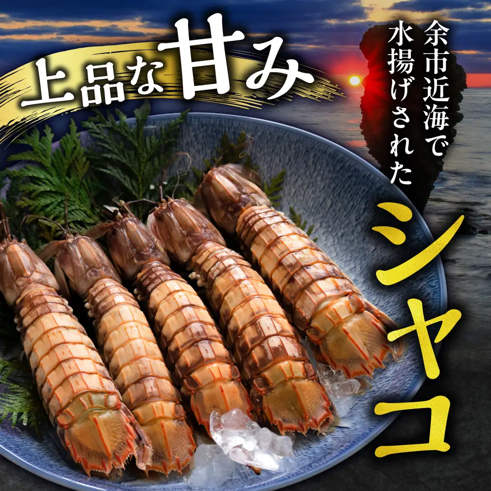 北海道余市産 ボイルシャコ 300g×2パック 計600g 冷凍 蝦蛄 シャコ_Y022-0022
