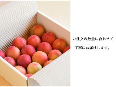 ＜2026年発送先行予約＞【すもも・貴陽】一生に一度は食べたい！王様のひと玉！約6玉 ALPDS003