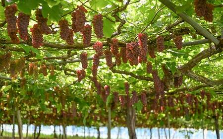 ≪2026年先行予約≫山形県産 デラウェア 1.8kg(9～16房) 秀品 2026年8月上旬から順次発送 種無し 食べやすい ぶどう ブドウ 葡萄 くだもの 果物 フルーツ 夏果実 数量限定 F4A-0529