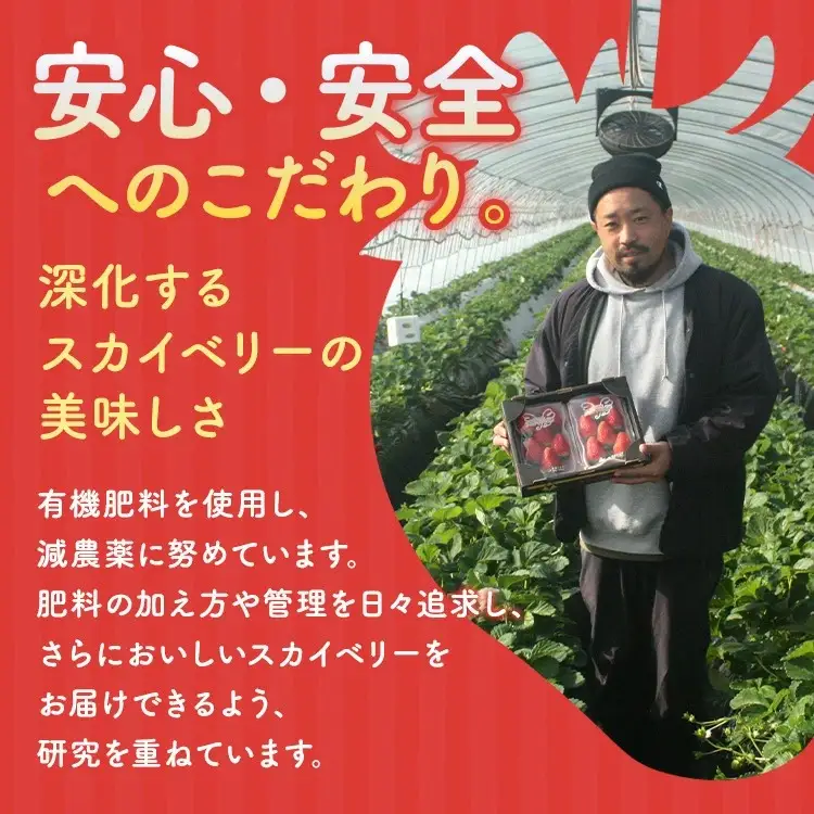 高級いちご 完熟スカイベリー2パック 580g アフター対応あり いちご ※2026年12月～発送
