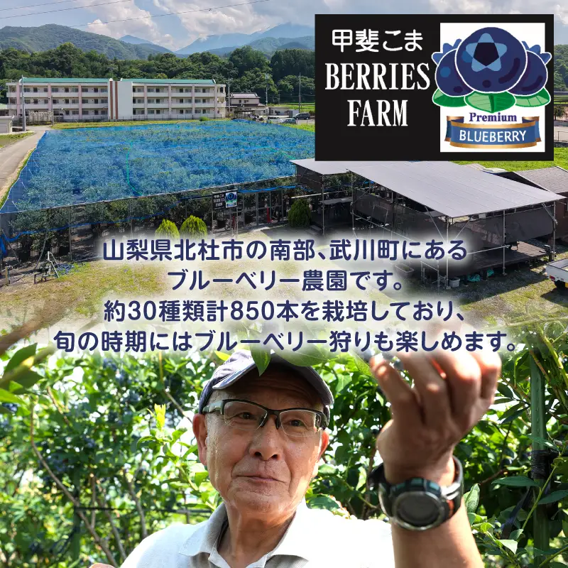 2026年産 大人気！甘くジューシーな冷凍ブルーベリー1kgパック [h186]