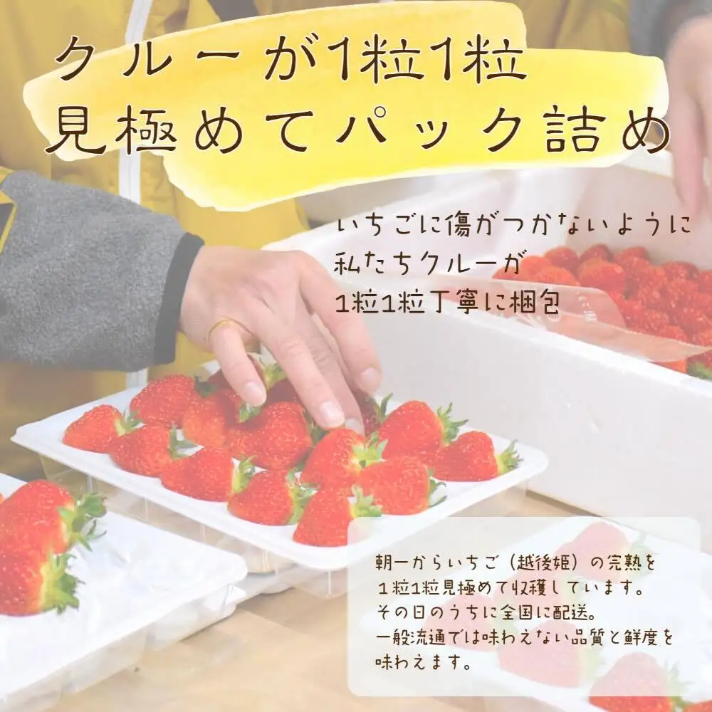 【先行予約】越後姫 いちご シングル約380g 越後姫 苺の花ことば