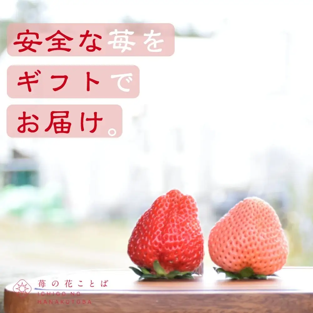 【先行予約】越後姫桃薫 いちご ダブル約760g 越後姫 食べ比べ