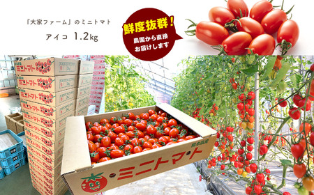 『大家ファーム』の ミニトマト アイコ 1.2kg 熊本県玉名 | トマト ミニトマト 野菜 やさい アイコ 熊本県 玉名市