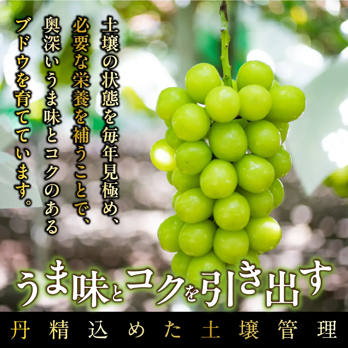 【2026年先行予約_8月中旬～発送】山梨県産シャインマスカット 1.4kg以上／箱 2房入 ALPAK006｜シャインマスカット