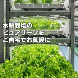 【12か月定期便】＼地下工場から生まれた／水耕栽培の長持ち新鮮レタス！2種詰め合わせ（計6個×12ヵ月）