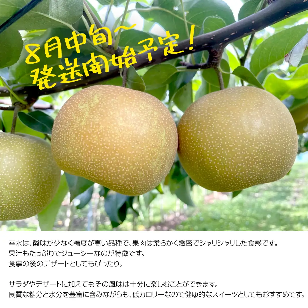 【ふるなびWEEK対象】【2026年8月中旬から発送開始】《先行予約》 幸水 梨 約 5kg 10玉～14玉 茨城県共通返礼品 ／ かすみがうら市 なし 鈴木農園 産地直送 フルーツ 甘い 直送 茨城 限定 [ED003sa]