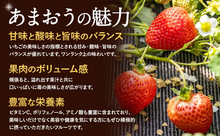 あまおう いちご 500g 【配送不可地域：離島】