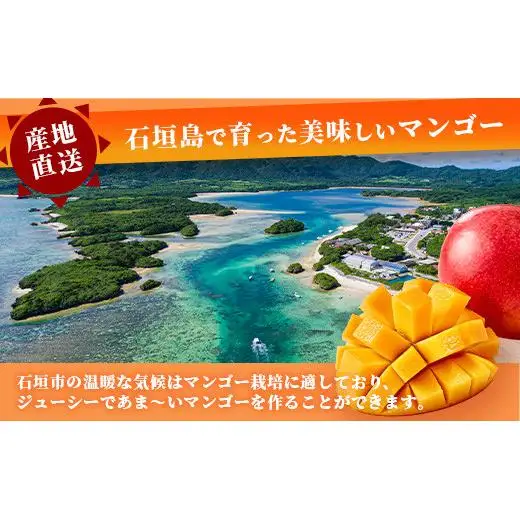 訳あり「紅福姫ブランド」石垣島のマンゴー 約3.6kg 　OT-03