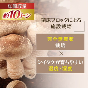 菌床しいたけ 900g（2L～3L）24個 ｜ 肉厚 収穫直後 新鮮 旨味たっぷり 菌床栽培 国産 きのこ キノコ 野菜 料理 食品 産地直送 自宅用 愛媛県鬼北町