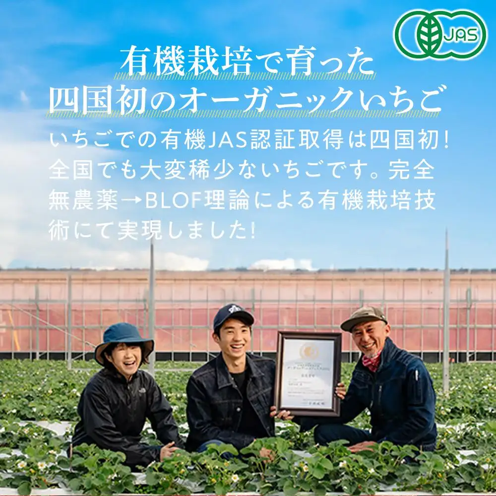 訳ありいちご とくしまオーガニックいちご（約700g）ご家庭用【2026年12月下旬から順次発送】