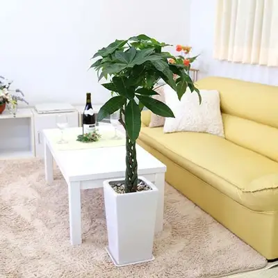 【観葉植物】パキラ 7号 ホワイトスクエア陶器鉢 ストレート 高さ:約85cm～1m内外(鉢底より)【観葉植物 インテリア 部屋 おしゃれ 福岡県 筑前町 送料無料 AG007】