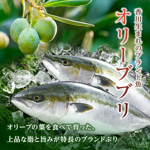 超新鮮・オリーブブリフィレ約1.3～1.5kg 魚がうまいだし醤油付き （10月下旬～12月中旬頃発送） ぶり 鰤 おかず おつまみ 肴 ご当地 食品 名産 四国 【沖縄配送不可】 F5J-1191