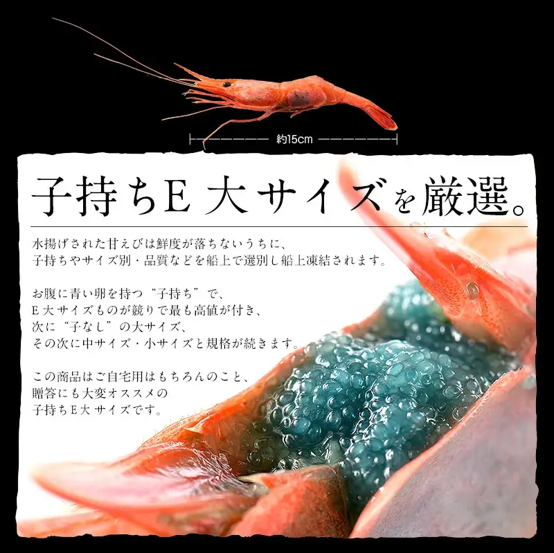 福井県敦賀産甘えび・子持ちE大サイズ約500g(約30尾) [053-a028]