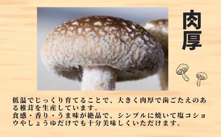 【定期便】11月以降に初回発送【期間限定 】生しいたけ 肉厚500g （約9~12個)×3ヶ月お届け 計1.5kg  ジャンボ手のひらサイズ  焼山しいたけ園 農園直送 新鮮 椎茸 シイタケ お取り寄せ グルメ 国産 糸魚川 新潟県