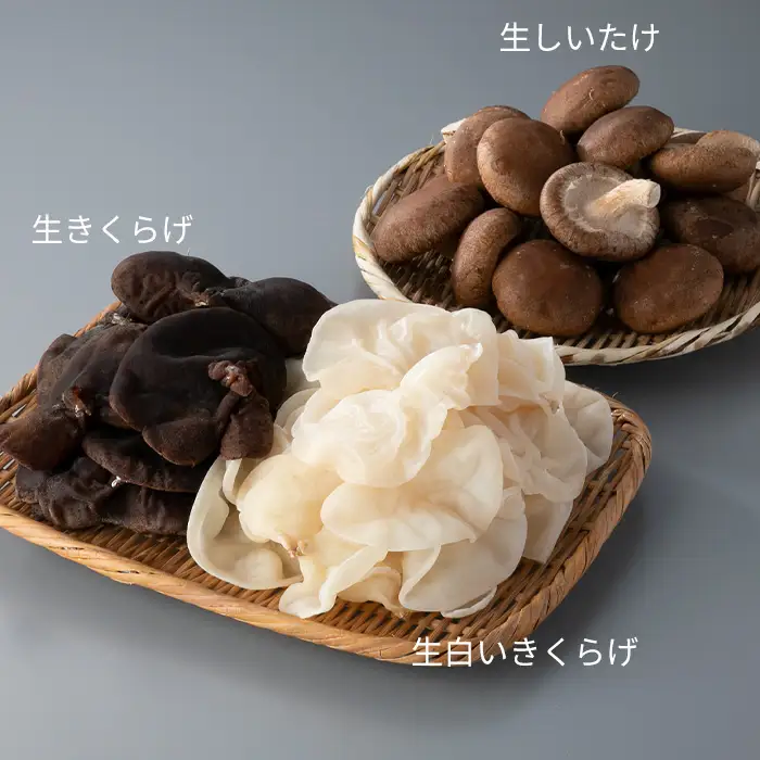 【D-709】共栄精密　淡海きのこ　生きのこセット 生きくらげ・生しいたけ（よかもんパッケージ入り）［高島屋選定品］