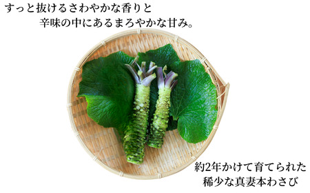 【3回定期便】「真妻わさび」本わさび Mサイズ 2本セット 約160g×3回 計480g SKフロンティア 糸魚川 生わさび ワサビ 新潟県 山葵 お刺身 薬味 そば お蕎麦 風味 お刺身 絶品 味わい ワサビならではの味  わさび好き 