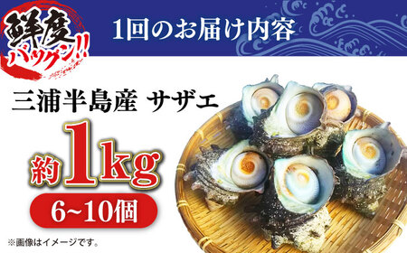 【全6回定期便】サザエ 1kg 6~10個 [AKAJ010]サザエ