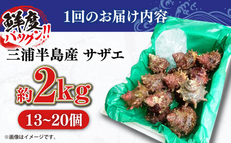 【全3回定期便】サザエ 2kg 13~20個 三浦半島  さざえ サザエ さざえ サザエ 【長井水産株式会社】 [AKAJ012]