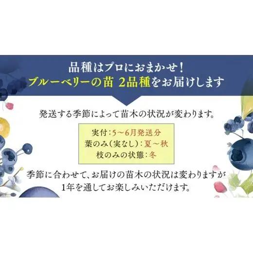ブルーベリー の 苗 2品種セット （品種おまかせ）
