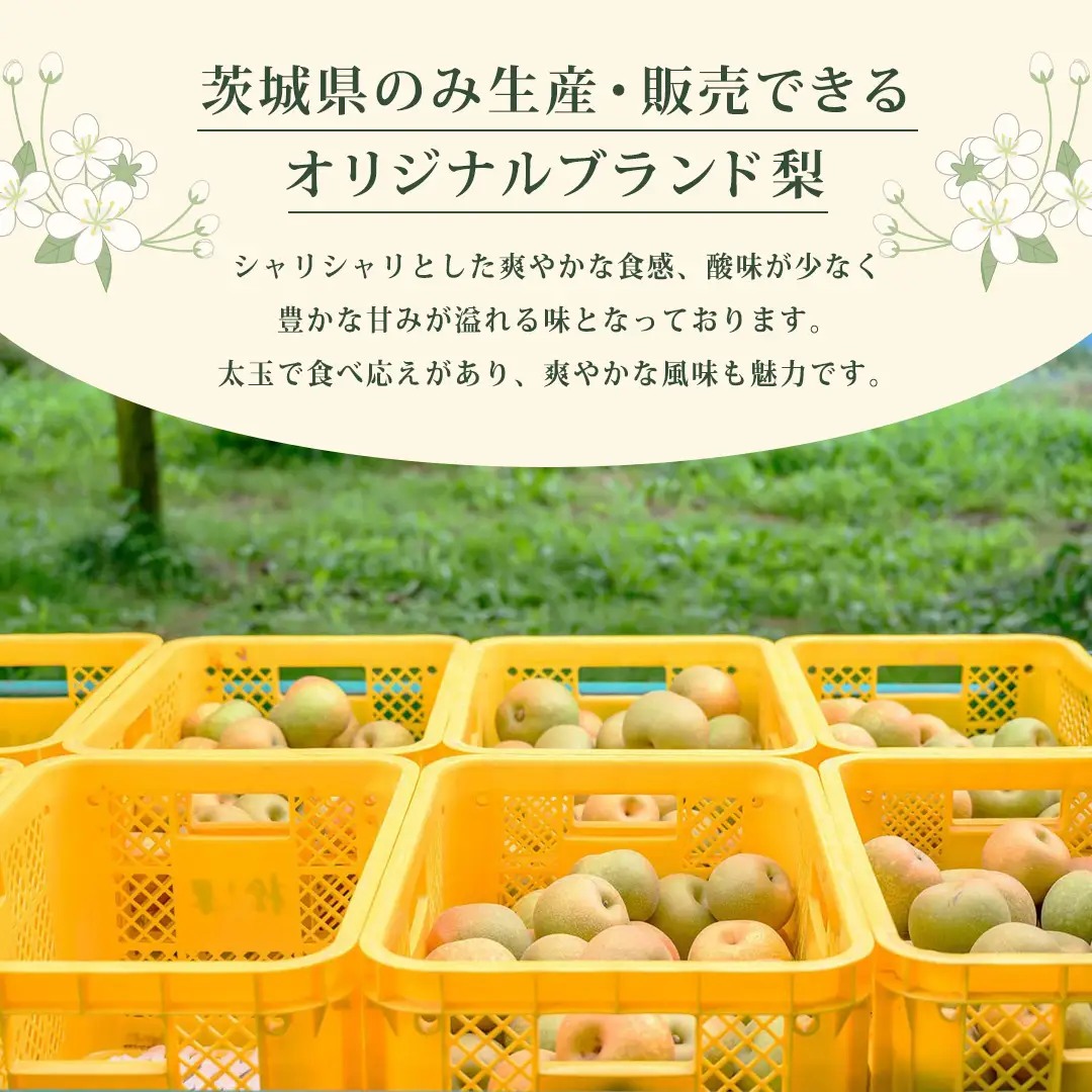 【2026年9月上旬発送開始】 茨城県 オリジナル 幻の 高級梨 『 恵水 』 約 3kg 5玉 ～ 7玉 【茨城県共通返礼品／常陸太田市】 桧山果樹園 農家直送 桧山果樹園 農家直送 フルーツ  甘い 直送 茨城 限定 ギフト 梨 恵水 けいすい 果物 [DU007sa]