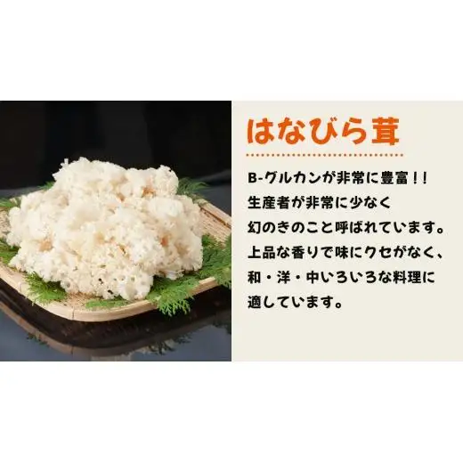 花びらたけ 粉末 3袋 セット（各 50g ） （茨城県共通返礼品：城里町）