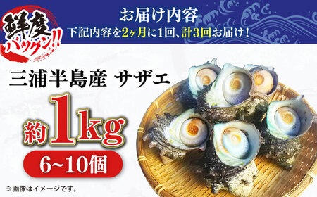 【全3回 隔月 定期便】サザエ 1kg 6~10個 三浦半島  さざえ 産地直送 貝 冷蔵 さざえ サザエ 【長井水産株式会社】 [AKAJ011]