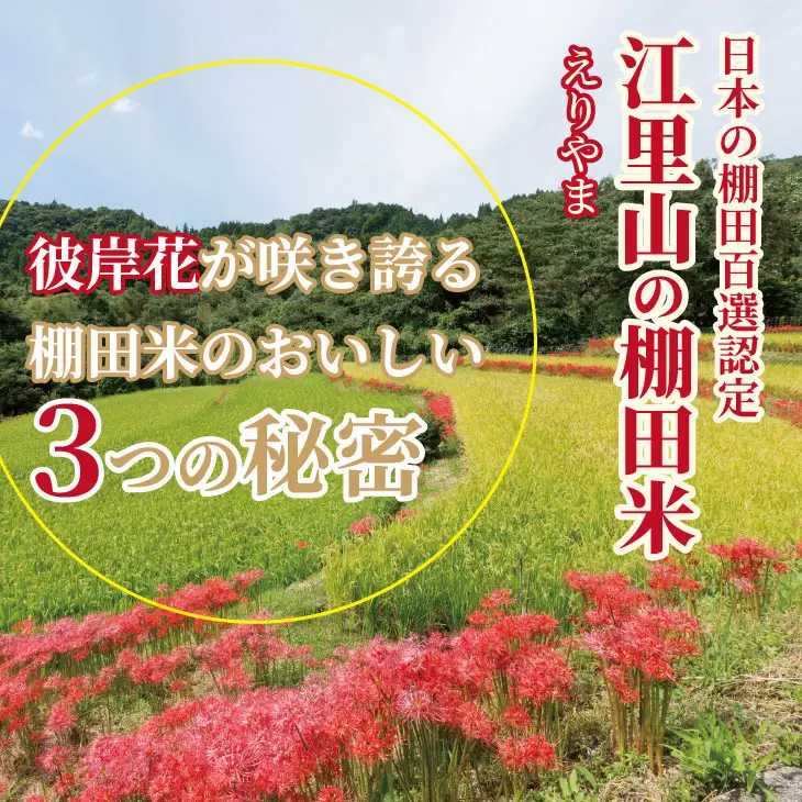 佐賀県遺産認定「江里山の棚田」のお米（5kg） 令和7年産 B150-019