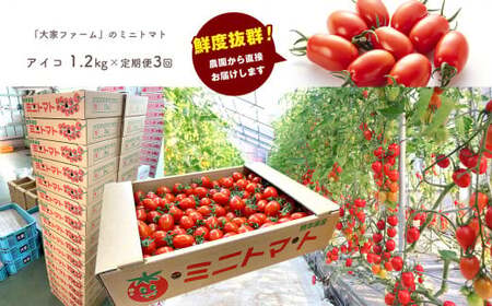 【定期3回】『大家ファーム』のミニトマト アイコ 1.2kg×3回 | ミニトマト トマト  野菜 定期便 定期  熊本県 玉名市