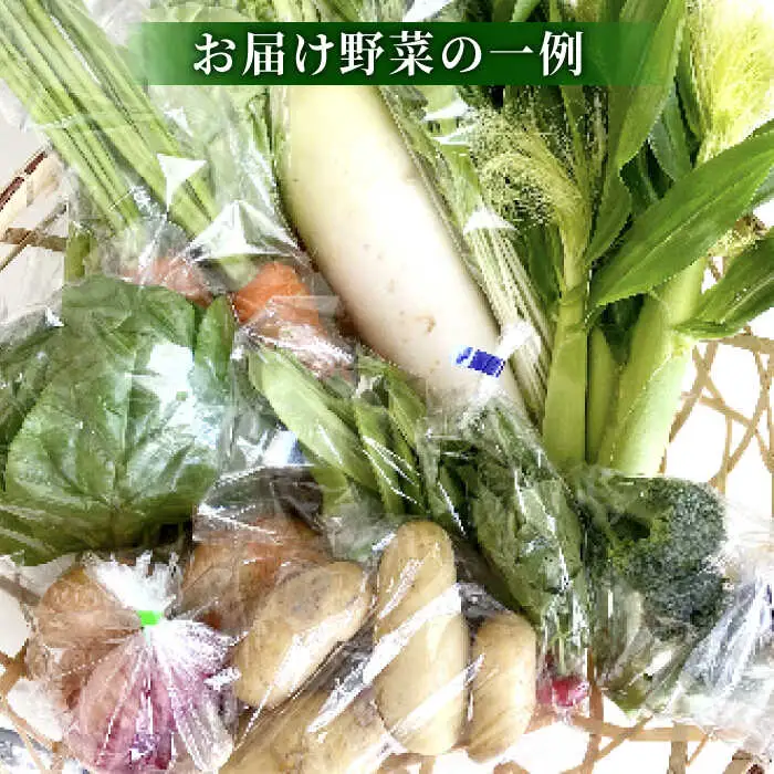 高槻野菜おまかせ詰め合わせセット 2月（10種~15種）[AOCS008] 野菜セット