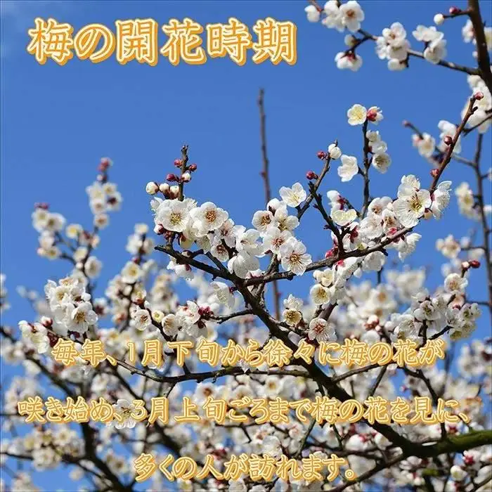 梅干し　はちみつ梅10kg　塩分約8％【農林水産大臣賞受賞】｜梅干し　