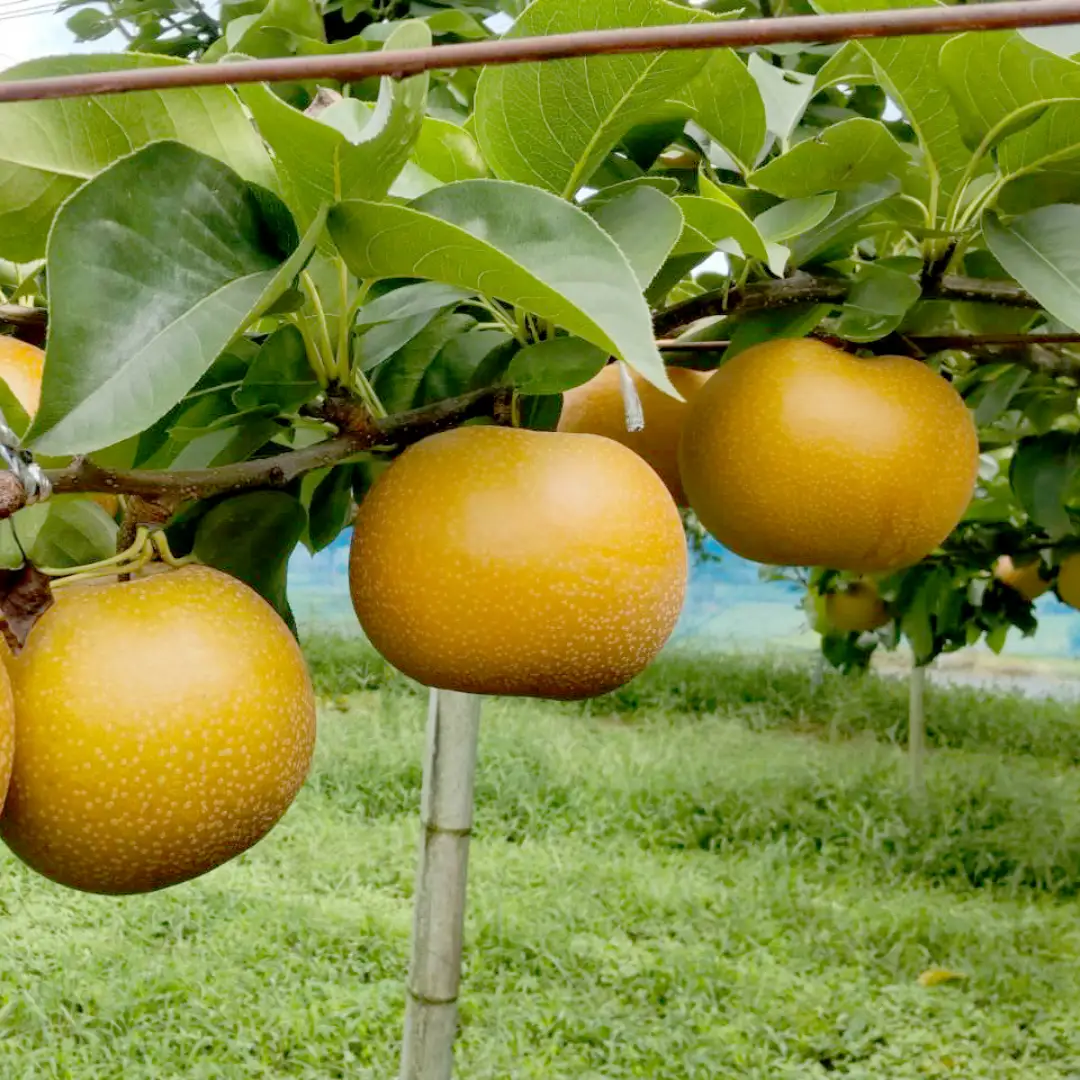 秋月 約 5kg 6玉～14玉 (茨城県共通返礼品 かすみがうら市) 産地直送 久保田果樹園 フルーツ 甘い 直送 茨城 限定 ギフト 梨 秋月 あきづき 果物 [DH004sa]