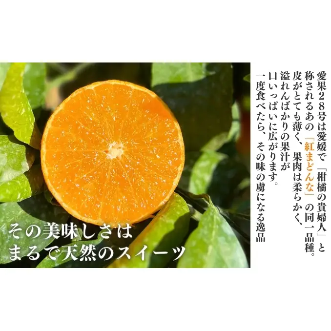 愛果28号 約2.5kg 東温市産 サイズお任せ 「 紅まどんな 」の同一品種（品種名： 愛媛果試28号 ） 今が旬 農園直送 みかん 人気 数量限定 先行予約 愛媛みかん かんきつ 愛媛県 フルーツ 果物 くだもの 甘い 
