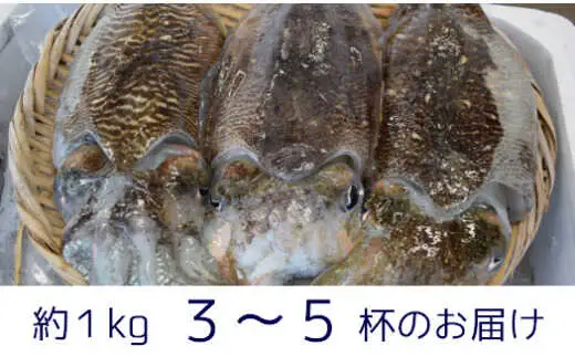 【先行予約】【2027年3月下旬以降順次発送】豊前海産「 コウイカ 」約1kg (3-5杯) [ABCB001] イカ いか 刺身 烏賊 