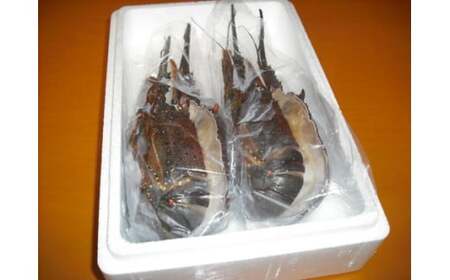 （冷凍） 伊勢志摩産 活〆半割り 伊勢海老 2尾 詰め合わせ 生食用 ／ 丸池 伊勢えび イセエビ 海の幸 三重県 南伊勢町 伊勢志摩