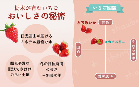 【先行予約】スカイベリー 2箱 1.16kg（1箱(2パック入)×2） いちご アフター対応あり いちご