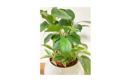 観葉植物 ハイドロカルチャー・寄せ植え（ボール／ホワイト）メイン植物：ガジュマル　011-26｜ 観葉植物 