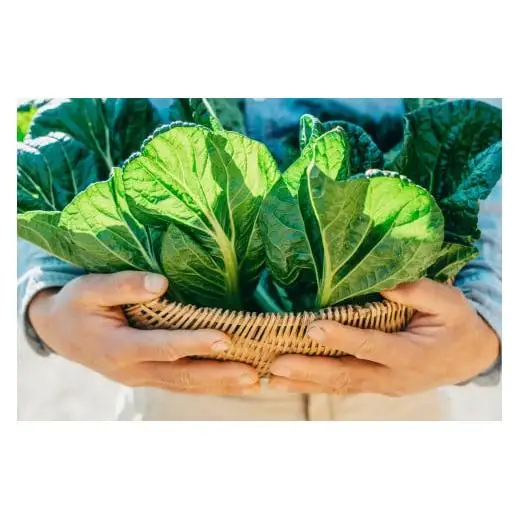 【自然栽培】冬野菜３種セット(大) 下北春まな 大根 里芋