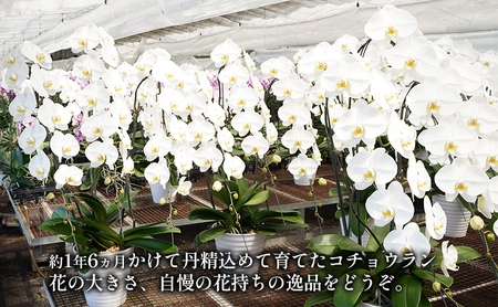 胡蝶蘭 コチョウラン 白 アヤセ洋蘭 花 胡蝶蘭【3本立ち】