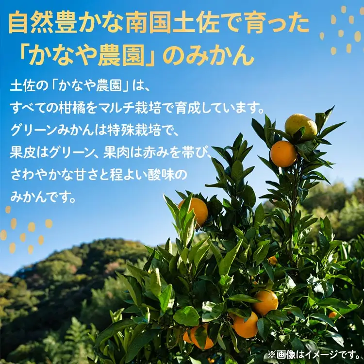 【2026年9月中旬より順次配送】グリーンみかん 5kg みかん be-0107