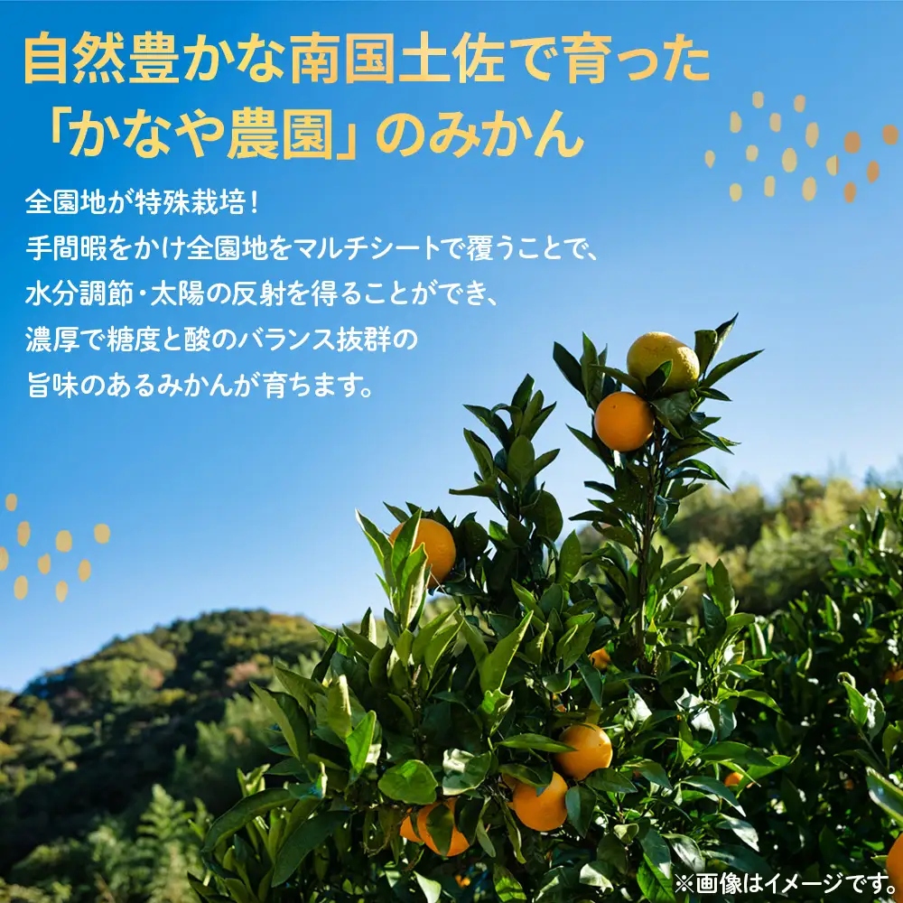 【先行予約】山北みかん 約5kg みかん be-0109